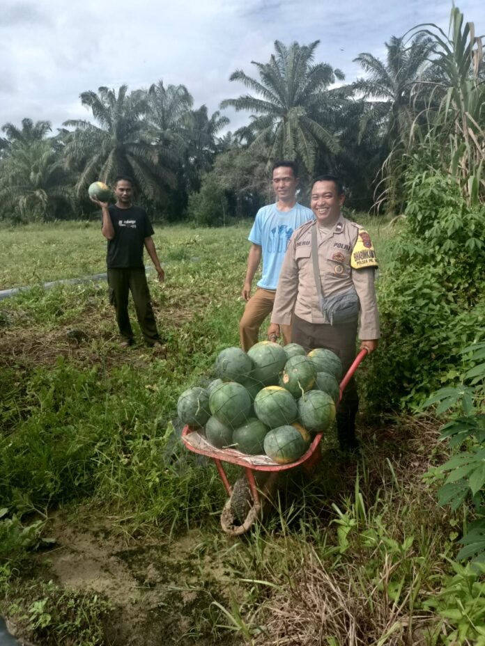 Bhabinkamtibmas Polsek Pangkalan Brandan Bantu Warga Panen Semangka di Desa Lubuk Kasih-Nusaberita